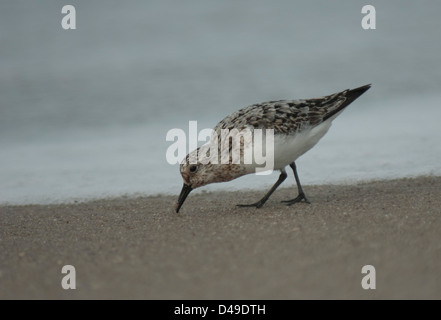 Sanderling (Calidris Alba) an einem Strand in Cape May, New Jersey Stockfoto