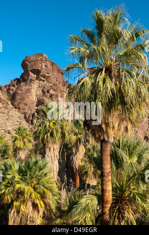 California-Ventilator-Palmen in Andreas Canyon, eines der Indian Canyons auf der Agua Caliente Indian Reservation in der Nähe von Palm Springs Stockfoto