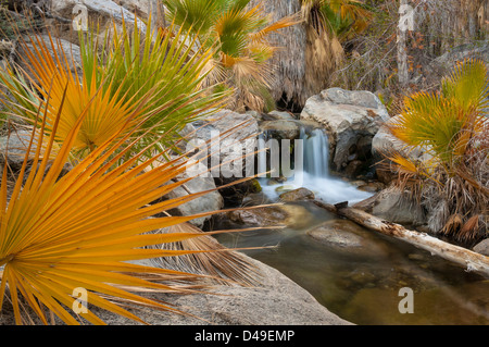 California Fan Palmen entlang Creek in Andreas Canyon, Agua Caliente Indian Reservation in der Nähe von Palm Springs, Kalifornien Stockfoto