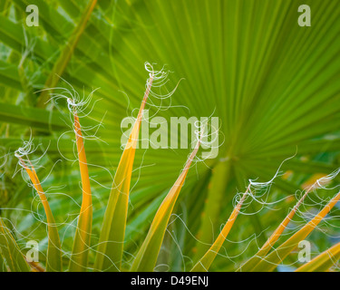 California Fan Baum Palmwedel in Andreas Canyon, Agua Caliente Indian Reservation, in der Nähe von Palm Springs, Kalifornien Stockfoto