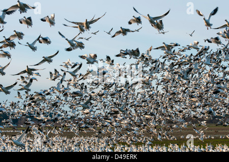 Schneegänse nehmen Flug im Feld entlang Fir Island Road im Skagit Valley, Washington. Stockfoto