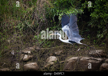 Cocoi Heron, sci.name; Ardea Cocoi am Lago Bayano, Provinz Panama, Republik von Panama. Stockfoto