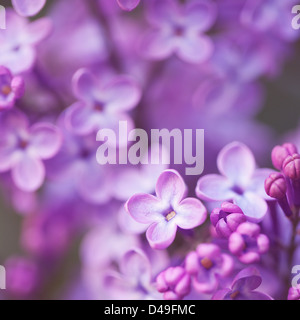 Blühender Flieder (Syringa X hyacinthiflora Pocahontas) Stockfoto