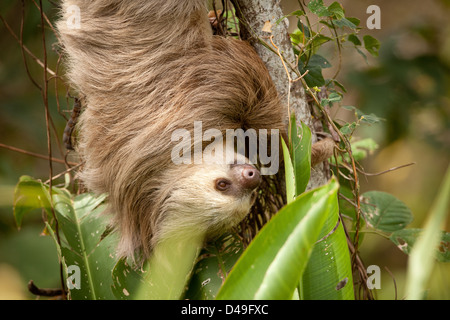 Zwei-toed Sloth, Choloepus hoffmanni, in einem Baum neben Lago Bayano, Republik Panama. Stockfoto
