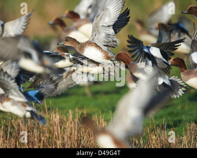 Pfeifenten im Flug Stockfoto