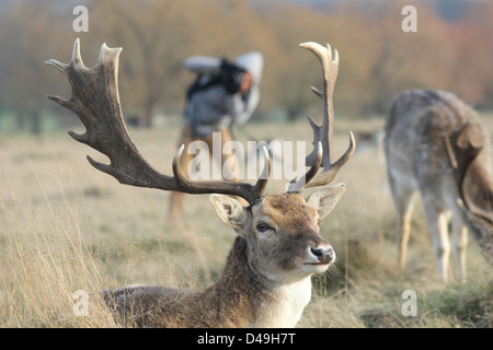 Richmond Park, London, England. Fotograf hinter Damhirsch Hirsch Stockfoto
