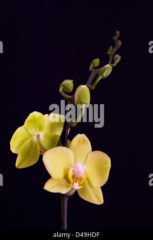 Phalaenopsis Sorte. Motte Orchidee Blume. Blassgelbe Blüten vor einem schwarzen Hintergrund. Stockfoto