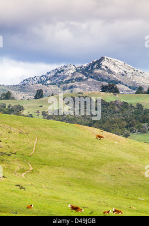Rinder Weiden entlang der Küste in Big Sur, Kalifornien, unter den Blicken der Schnee bedeckt Pico Blanco im Hintergrund. Stockfoto