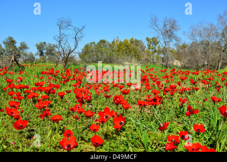 Ein Feld mit wunderschönen roten Blüten. Trockene Bäume, blauer Himmel und grünen Rasen. Stockfoto