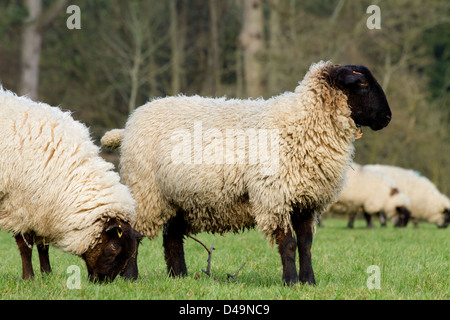 Schafbeweidung in einem Feld Stockfoto