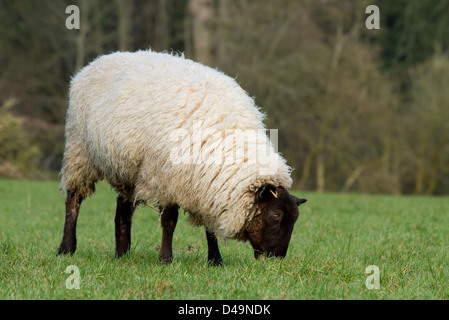 Schafbeweidung in einem Feld Stockfoto