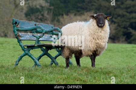 Schwanger Ewe versuchen, sitzen auf einer Holzbank in einem Feld Stockfoto
