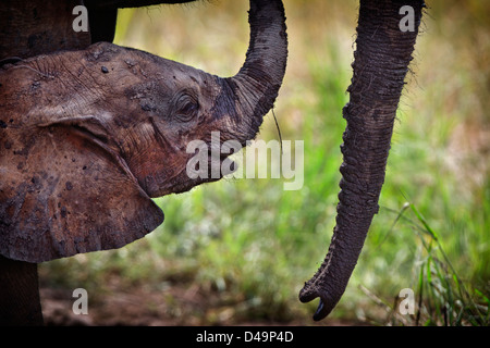 Baby-Elefant im Schatten seiner Mutter. Tarangire National Park, Tansania. Stockfoto