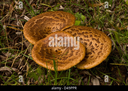 Der Fasan zurück Pilz Polyporus Squamosus, klasse Basidiomyceten, Polyporaceae, Pieve di Ledro, Abruzzen, Italien Stockfoto