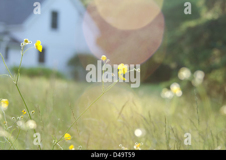 Verträumt, Weichzeichner-Blick auf ein Feld von Butterblumen ein Spinnennetz mit einem Sommerhaus in der Ferne. Stockfoto