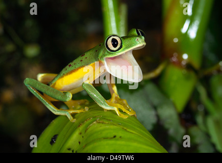 Lemur Blatt Frosch (Agalychnis [Hylomantis] Lemur) Gähnen. Stockfoto