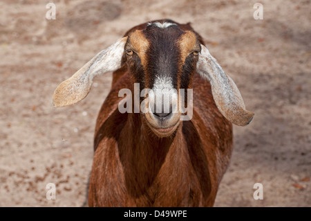 Nahaufnahme einer Nubischen Ziege. Stockfoto