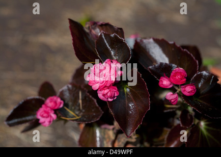 Nahaufnahme von Begonia Blumen in die Semperflorens geben Sie ot Wachs-Schriftfamilie Begoniaceae Stockfoto