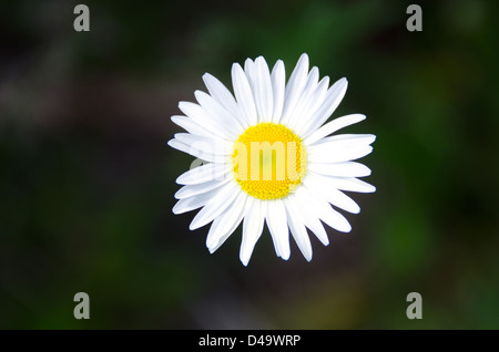 Nahaufnahme einer White Daisy mit einem gelben Zentrum vor einem verschwommenen dunklen grün-schwarzen Hintergrund. Stockfoto
