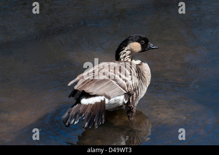 Eine hawaiianische Gans Stockfoto
