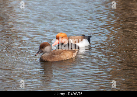 Ein paar rote Creasted Tafelente. Stockfoto