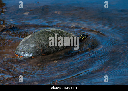 Eine Florida-Rotbauch Schildkröte. Stockfoto