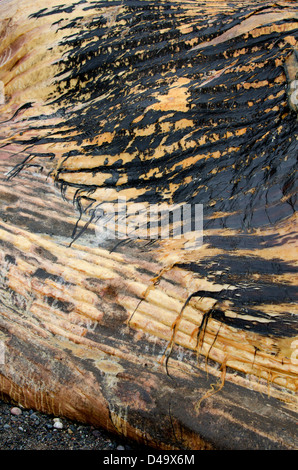 Detail der Haut, tot nördliche Glattwal Stockfoto