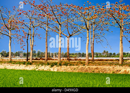 Blüten des Baumes Seide Zahnseide (Kapok) Stockfoto