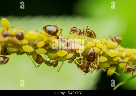 Ameisen Essen Blattläuse Stockfoto