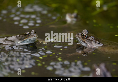 Gemeinsamen Frösche, Europäische braune Grasfrosch, Rana Temporaria, am Teich der Zucht in der Paarungszeit; Gartenteich, Dorset. Stockfoto