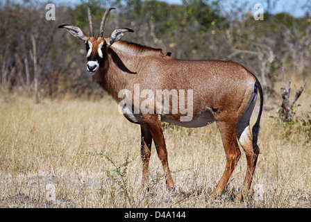 Roan Antilope, Chobe Nationalpark, Botswana, Hippotragus Spitzfußhaltung Stockfoto