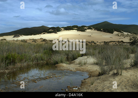 Ingurtosu Italien reservieren Dünen in der Natur von Sardinien Costa Verde Stockfoto