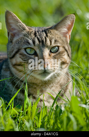 Porträt einer jungen Tabby Katze auf einer Wiese in der Nähe Stockfoto