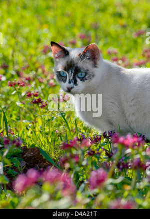 junge aktive Schildpatt Katze unter wilden Blumen Stockfoto