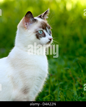 junge alert Schildpatt Katze im freien Stockfoto