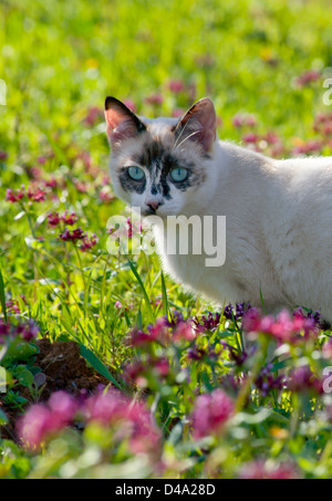 junge aktive Schildpatt Katze unter wilden Blumen Stockfoto