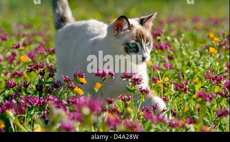 junge aktive Schildpatt Katze schlich zwischen wilden Blumen Stockfoto