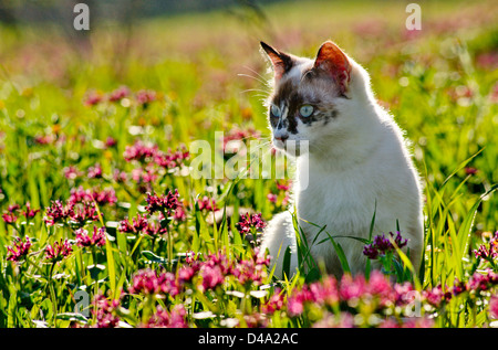 junge aktive Schildpatt Katze unter wilden Blumen Stockfoto