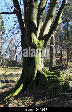 Moos bedeckt Buche Stamm und Wurzeln in der starke Winter-Sonne in der Nähe von Tarn Hows Cumbria Stockfoto