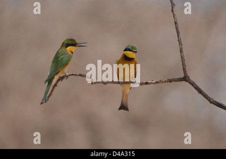 Ein paar kleine Bienenfresser (Merops percivali) auf einem Ast, fotografiert auf Safari in Tansania Stockfoto