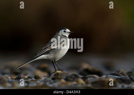 Bachstelze (Motacilla Alba) auf dem Stein Stockfoto