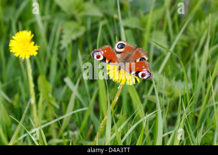 Tagpfauenauge auf eine Blume Löwenzahn Stockfoto