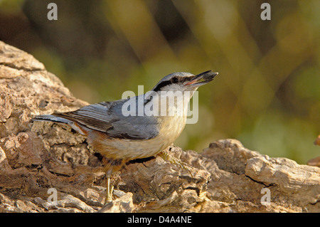 Eurasische Kleiber (Sitta Europaea), Andujar, Provinz Jaen, Andalusien, Spanien Stockfoto