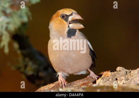 Kernbeißer (Coccothraustes Coccothraustes). Andujar, Provinz Jaen, Andalusien, Spanien Stockfoto