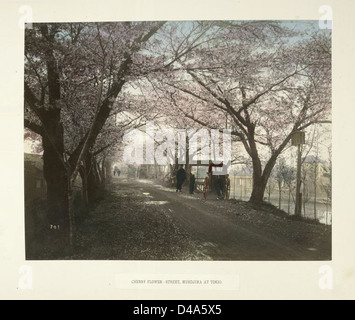 Dieses Bild zeigt eine von Kirschbäumen gesäumte Straße in der Mukojima-Gegend von Tokio, Japan, die die Schönheit der Kirschblütenzeit zeigt. Es ist Teil eines historischen Albums, das japanische Straßen und Landschaften dokumentiert. Stockfoto