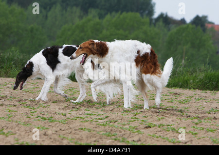 Hund-Barzoi / Barsoi / Russian Wolfhound / Barsoi / / zwei Erwachsene zu Fuß in ein Feld Stockfoto