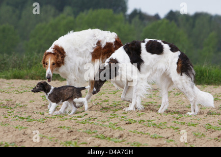 Hund-Barzoi / Barsoi / Russian Wolfhound / Barsoi zwei Welpen und Erwachsene Stockfoto