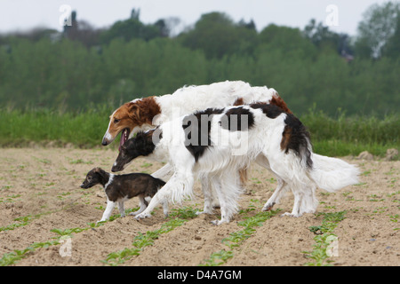 Hund-Barzoi / Barsoi / Russian Wolfhound / Barsoi zwei Welpen und Erwachsene Stockfoto