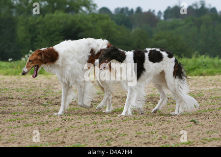Hund-Barzoi / Barsoi / Russian Wolfhound / Barsoi / / zwei Erwachsene zu Fuß in ein Feld Stockfoto