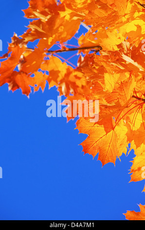 Ahornblatt - Ahornblatt 20 Stockfoto